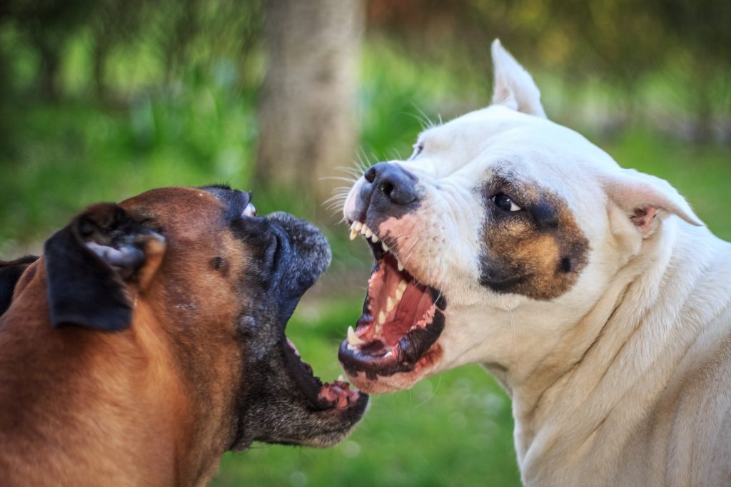 pitbulls vechtend