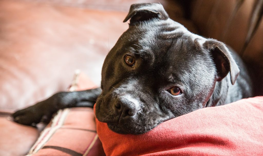 pitbulls zijn meestal ontspannen