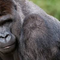 wetenschappelijke feiten - gorilla