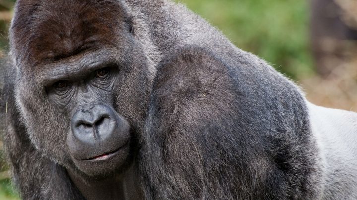 wetenschappelijke feiten - gorilla