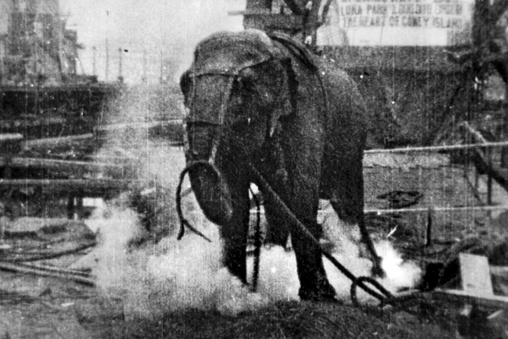 Electrocuting an Elephant