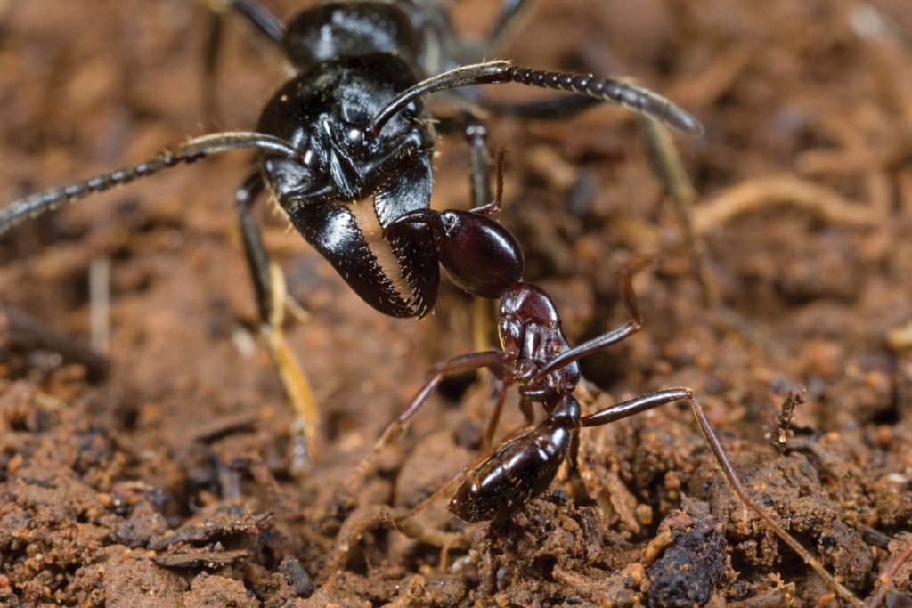 Siafu of afrikaanse mieren - dodelijkste insecten