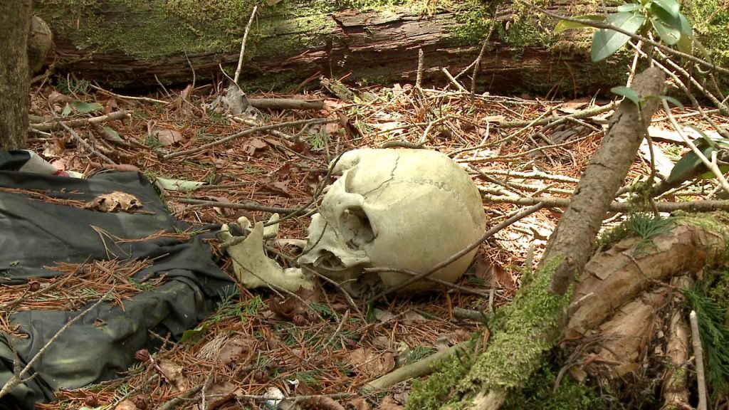 aokigahara - het zelfmoordbos in japan