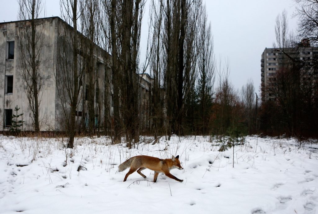 chernobyl nu met de nodige dieren