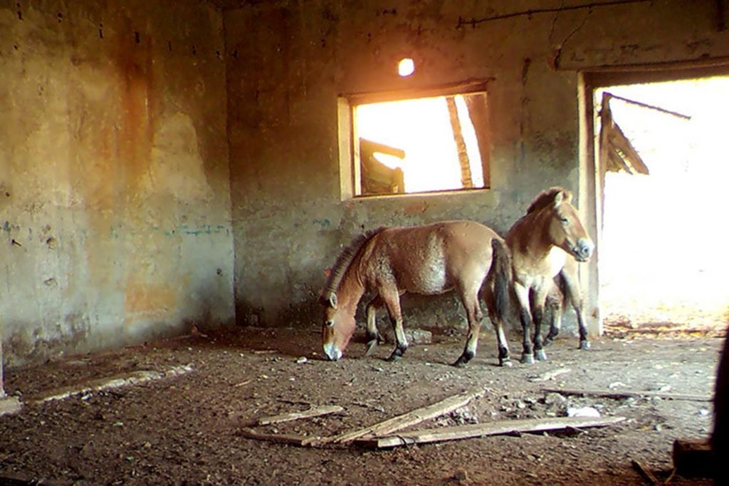 de paarden keerden terug na de kernramp van tsjernobyl