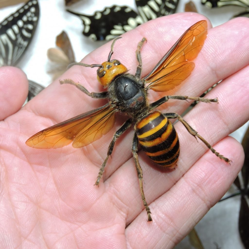 dodelijke insecten - de japanse hoornaar