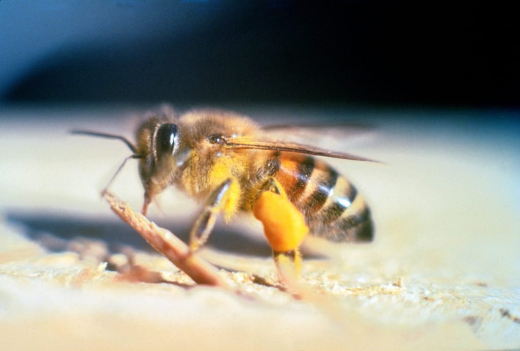 dodelijkste insecten - de geafrikaniseerde honingbij of killer bee