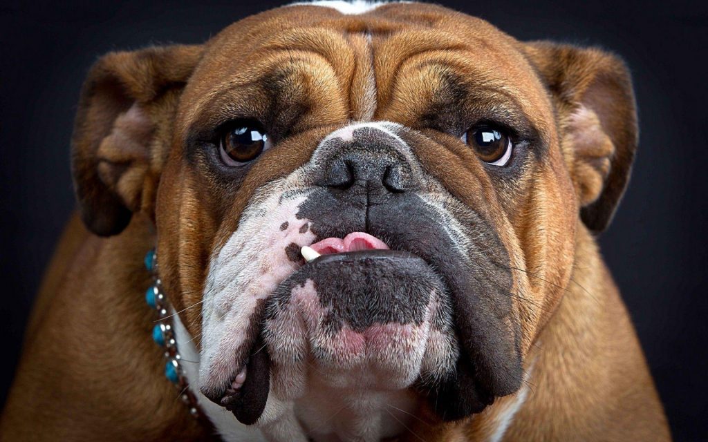 engelse bulldog