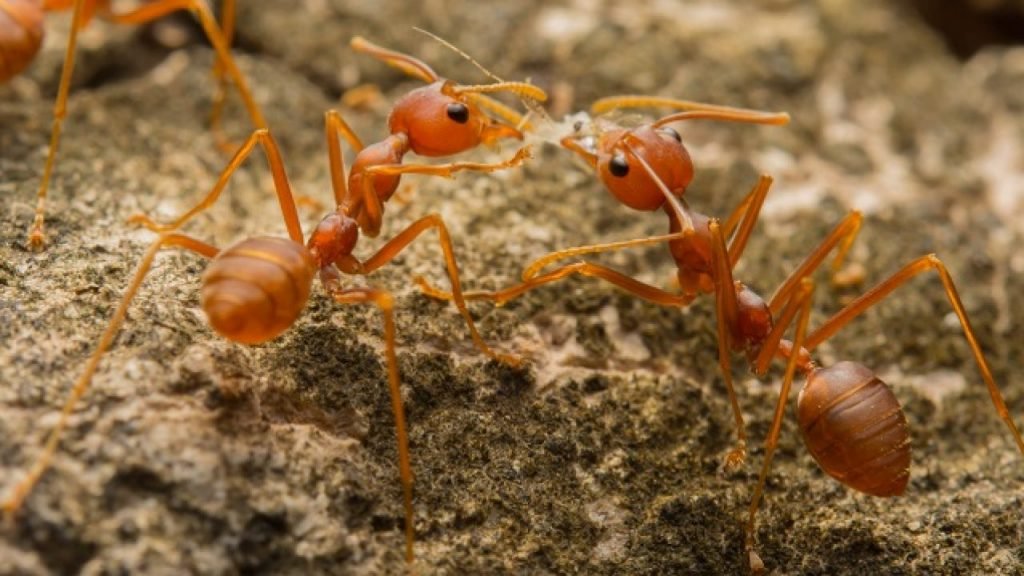 gevaarlijkste en dodelijkste insecten - vuurmieren