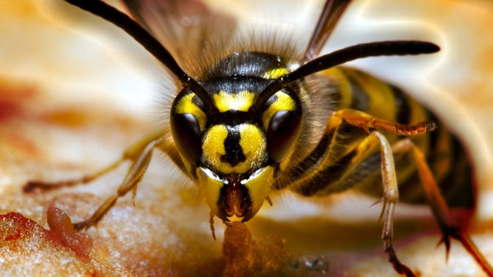 gevaarlijkste en meest dodelijke insecten - wespen