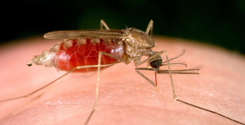 gevaarlijkste insecten - anopheles mug