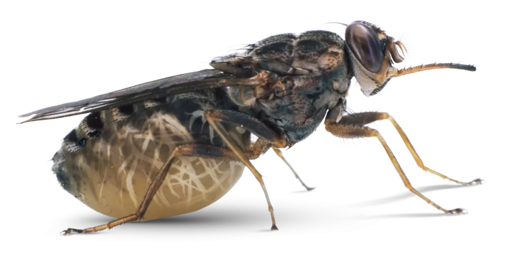 gevaarlijkste insecten - de tse tse vlieg