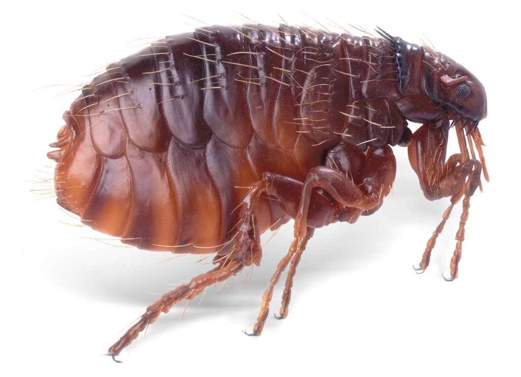 gevaarlijkste insecten vlooien