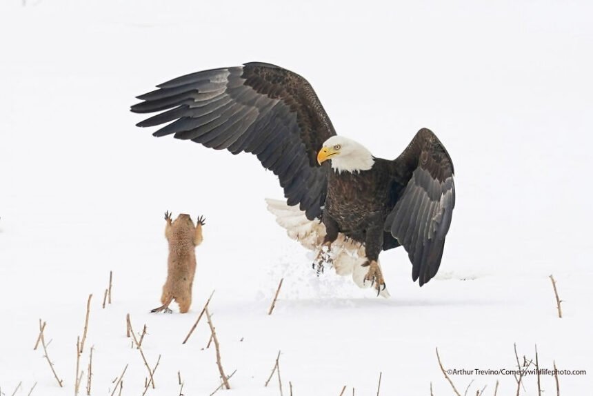 Grappige Dieren Finalisten Van De Comedy Wildlife Photography Awards