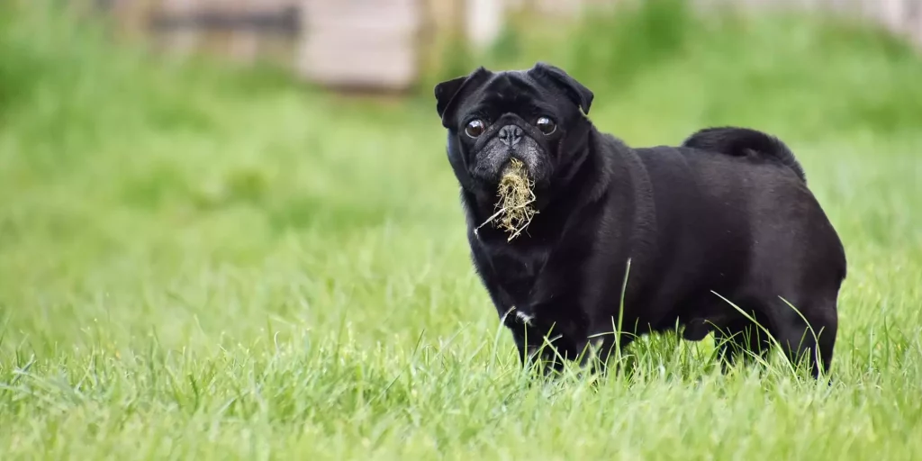 hondje dat gras eet