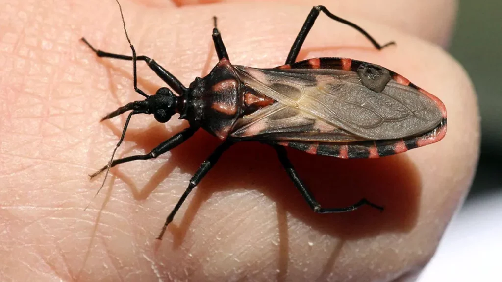 kuswants of kissing bug