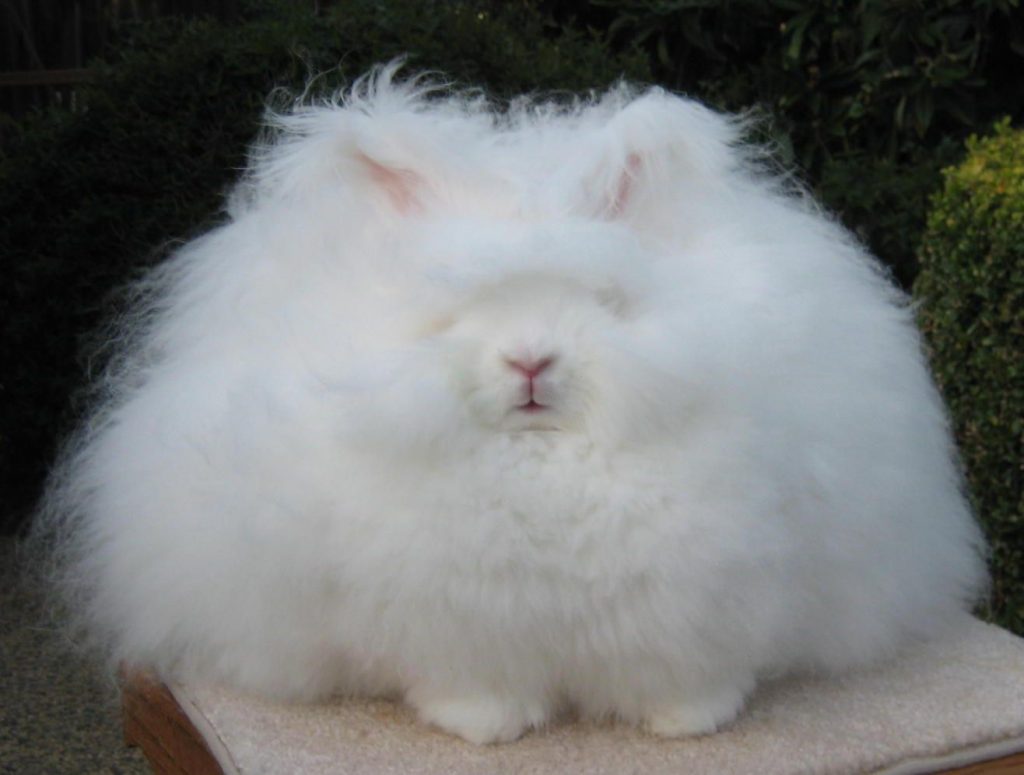 meest grappige en schattige dieren - angora konijjn