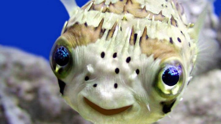 meest schattige dieren of vissen - de puffer fish