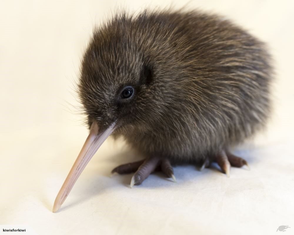 meest schattige en mooie dieren - de kiwi