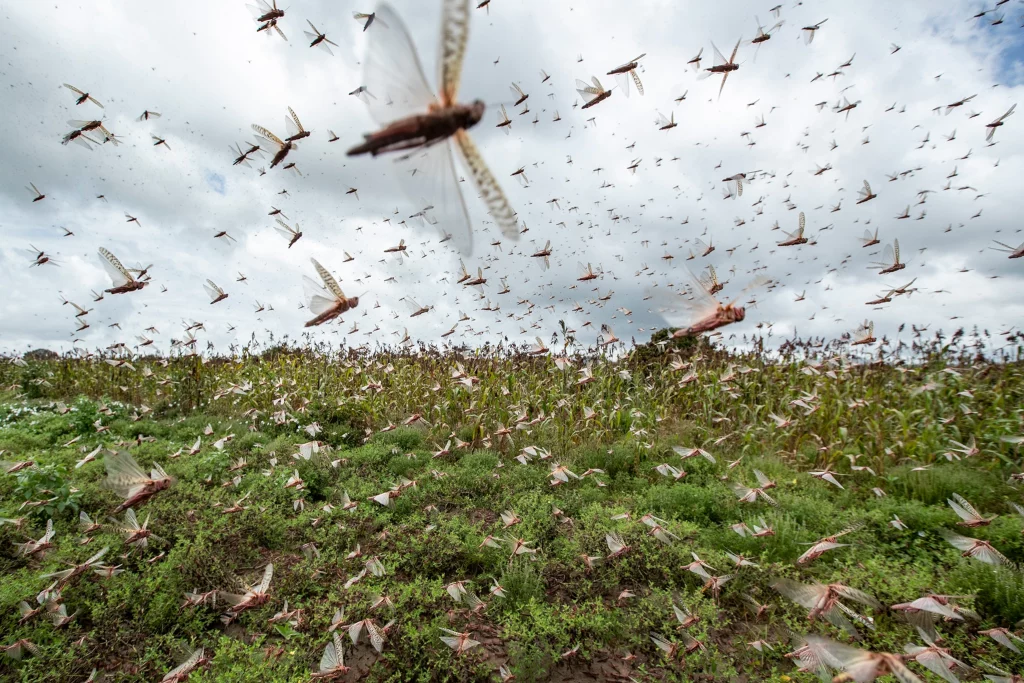 plaag van sprinkhanen in afrika - locusts dodelijkste insecten