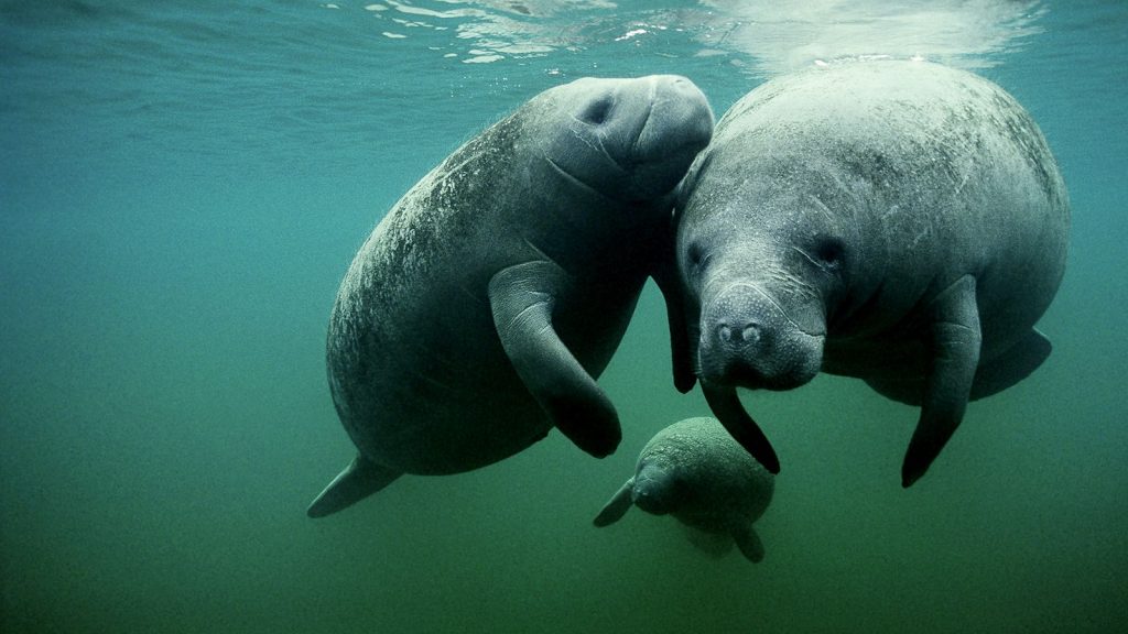 schattige dieren - de manatee of zeekoe