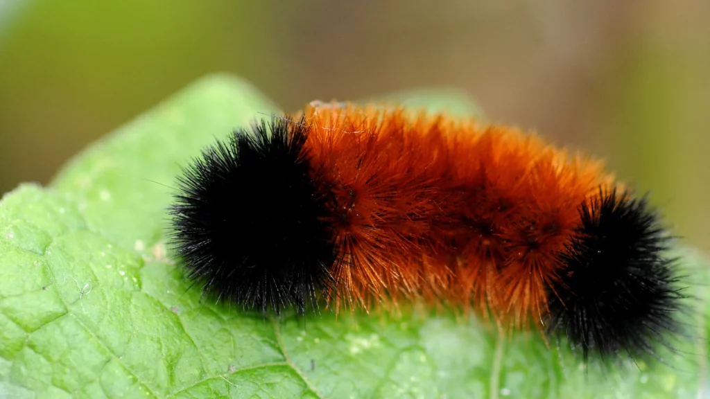 schattige dieren - rupsen