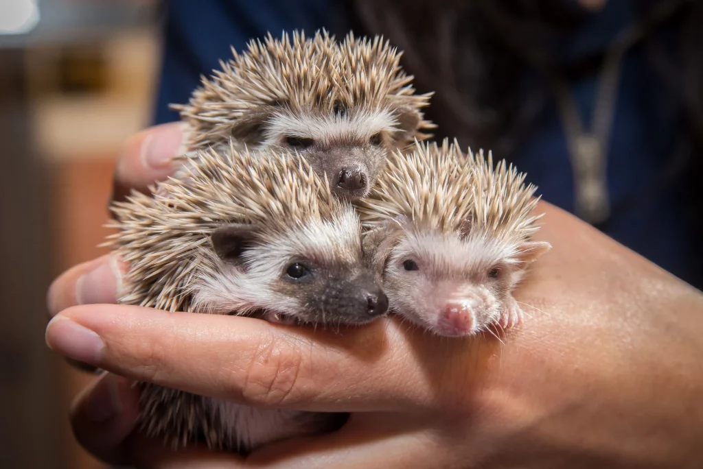 schattigste dieren ooit - de afrikaanse pygmee egel