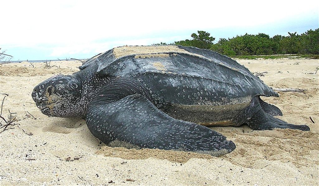 de grootste schildpad de lederschildpad