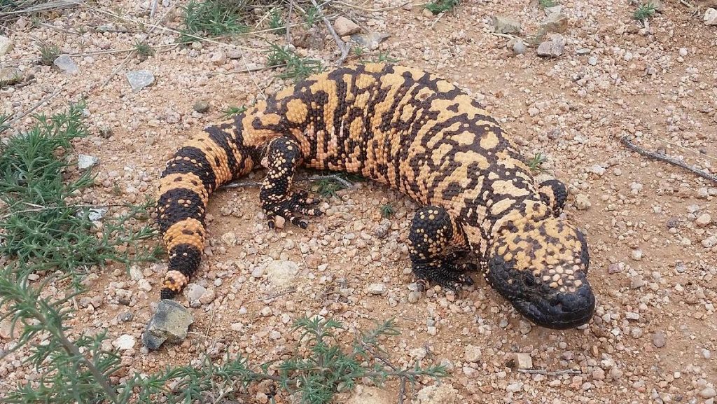 gila monster of gilamonster