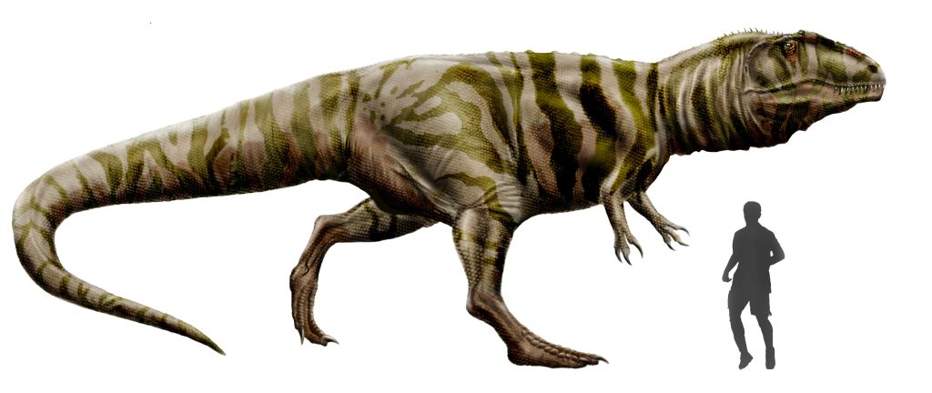 grootste vleeseters bij de dinosaurussen Giganotosaurus