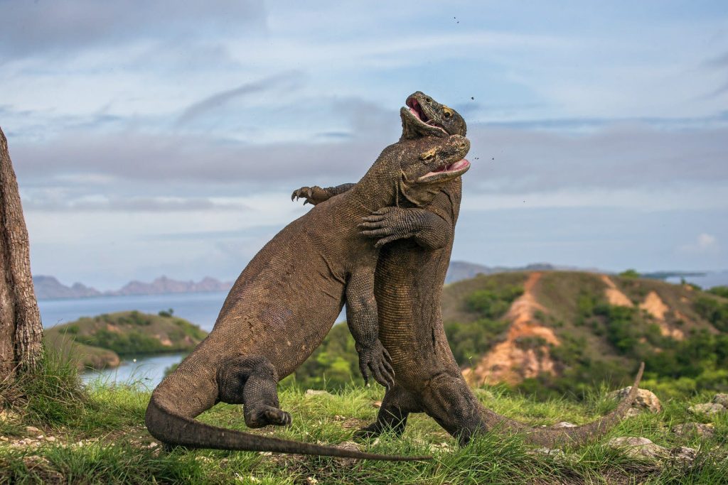 komodovaranen in gevecht