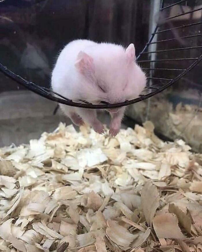 grappige dieren grappige hamsters 1