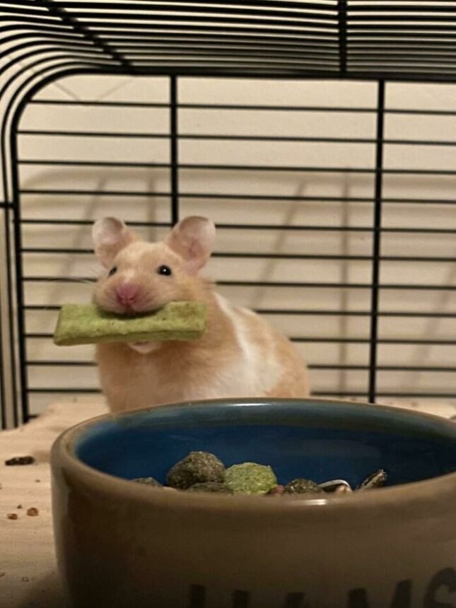 grappige dieren grappige hamsters 2
