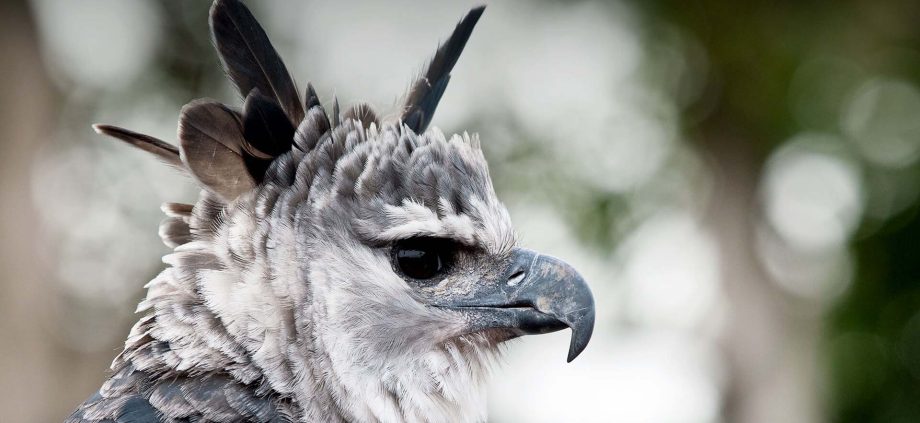 10 opmerkelijke vogels de sterke harpij