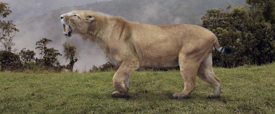 Smilodon of sabeltandtijger