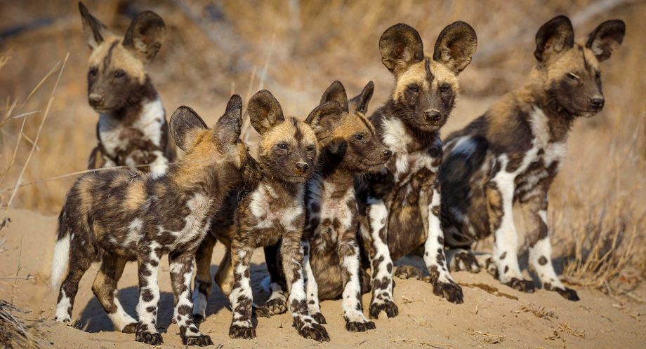 afrikaanse wilde honden