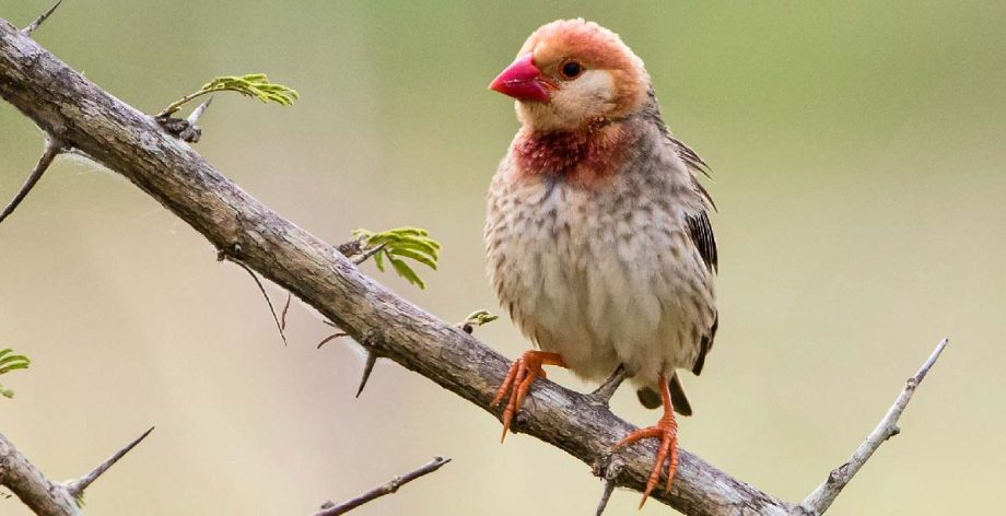 de roodbekwever - de meest destructieve vogel