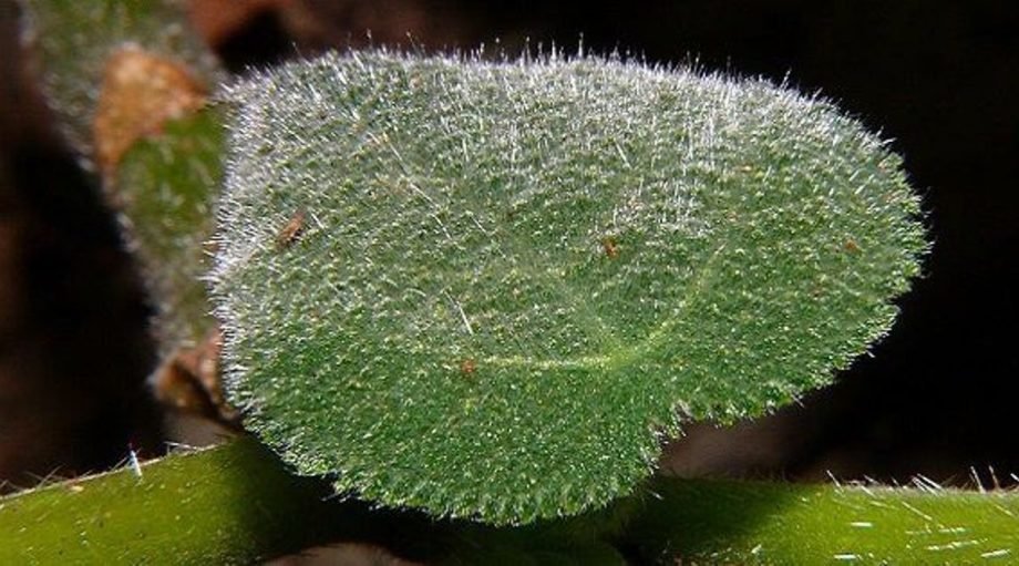 de zelfmoord plant van australië