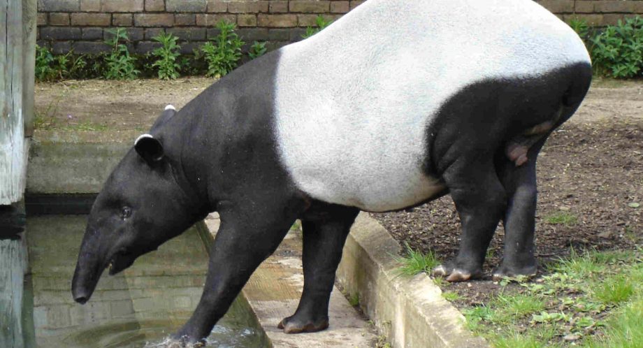 een tapir in de dierentuin