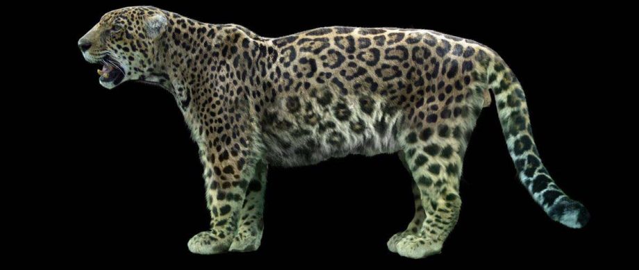 gigantische jaguar