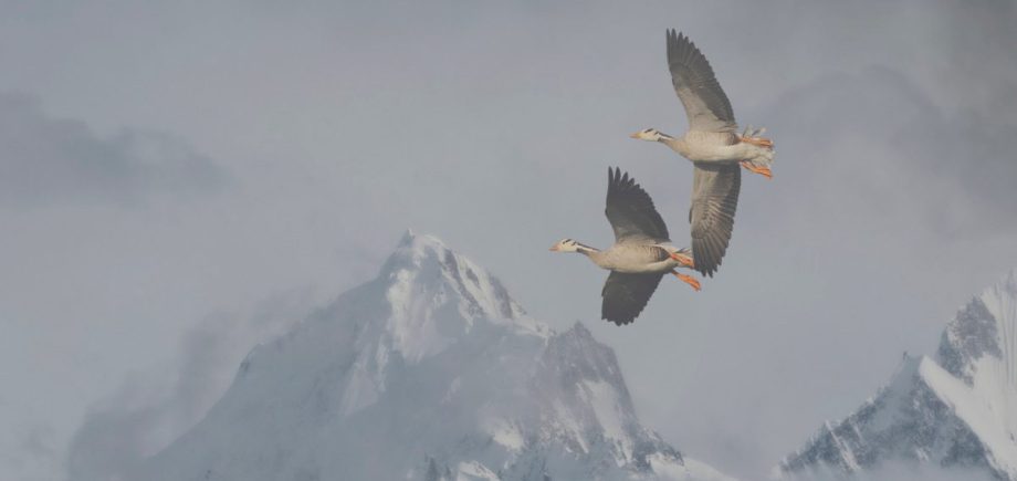 hoogst vliegende vogel de gans