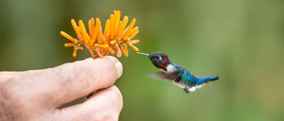 kleinste vogel ter wereld de bijkolibrie