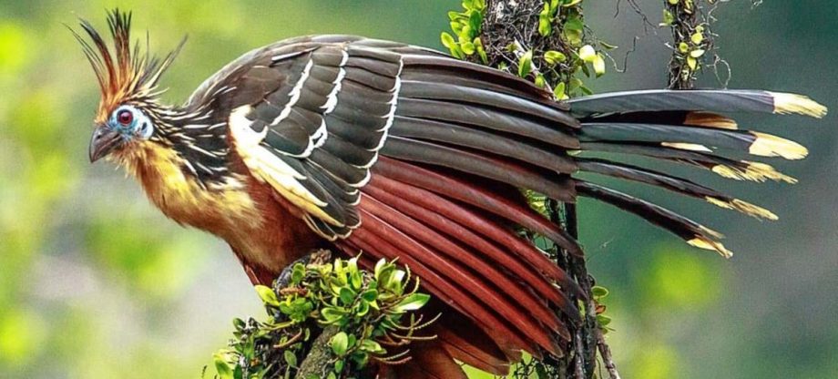 meest primitieve vogel - de hoatzin