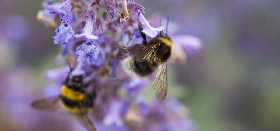 bijen en hommels op bloemen