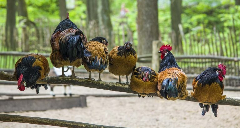 15 leuke weetjes over kippen