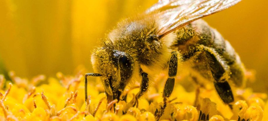 een bij op een bloem onder het stuifmeel