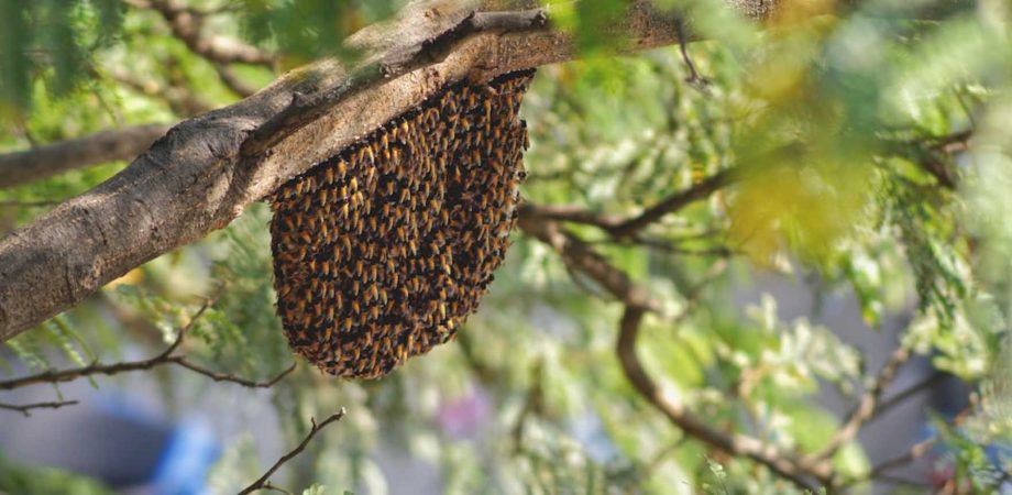 een bijennest in het wild in een boom