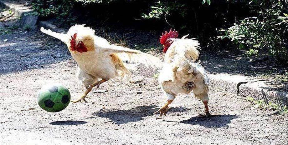 kippen die voetbal spelen