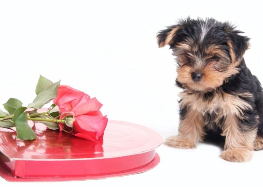valentijn voor huisdieren hond