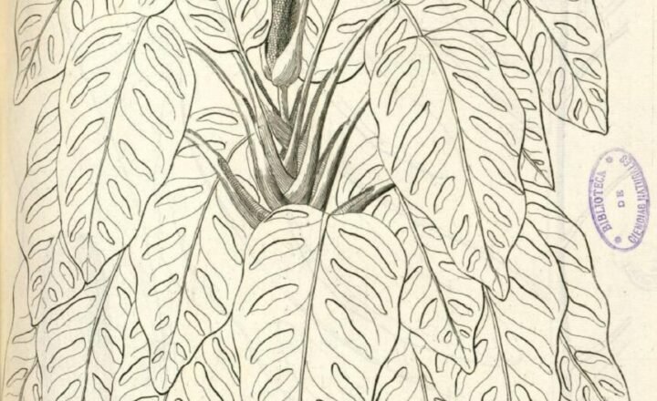 eerste tekening monstera